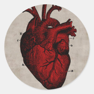 Sticker Rond Coeur humain