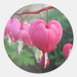 Sticker Rond Coeur saignant (Dicentra)