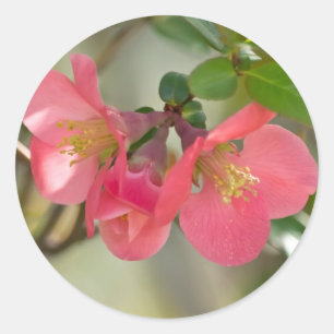 Sticker Rond Cognassier à Fleurs Roses Glow