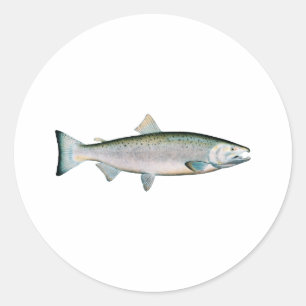 Sticker Rond Coho - saumon argenté (phase d'océan)