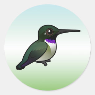 Sticker Rond Colibri à manne noire