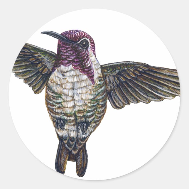 Sticker Rond Colibri de Costa (Devant)