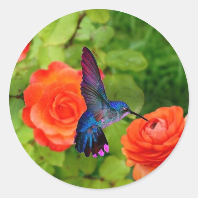 Sticker Rond Colibri Et Rose (Devant)