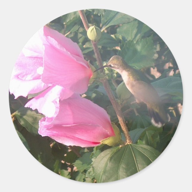 Sticker Rond Colibri et Rose de Sharon (Devant)