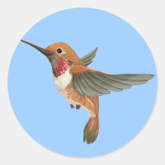 Sticker Rond Colibri roux