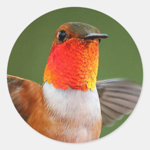 Sticker Rond Colibri Rufous de Gorget-Clignotant magnifique