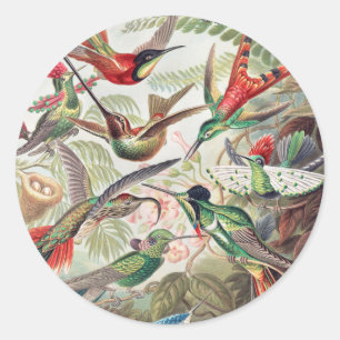 Sticker Rond Colibri, Trochilidae Kolibris par Ernst Haeckel