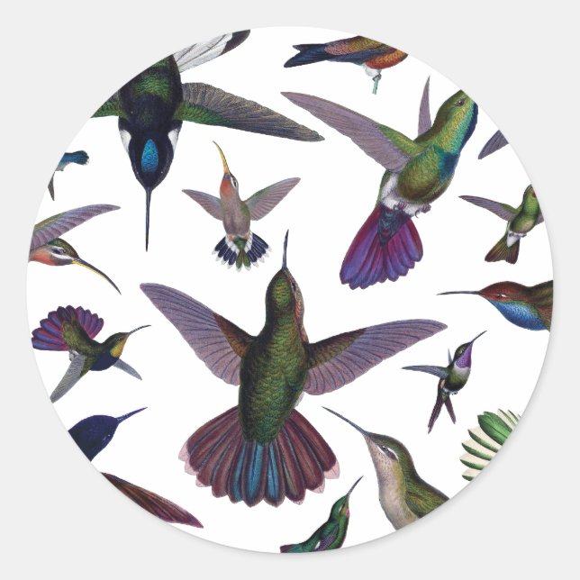 Sticker Rond Colibri vintage (Devant)