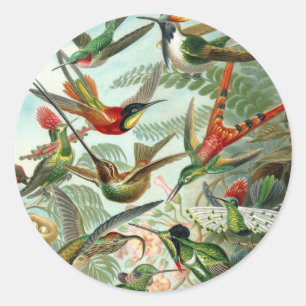Sticker Rond Colibris par Ernst Haeckel, Oiseaux Vintages