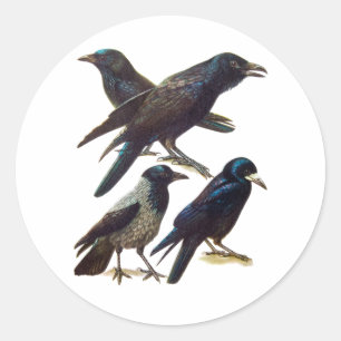 Sticker Rond Collage de corbeau et corbeau vintage, Oiseaux noi