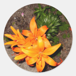 STICKER ROND "COLLECTION ORANGE DE SOUVENIR DE FLEUR "