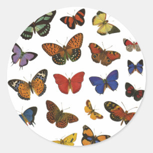 Sticker Rond Collection papillon
