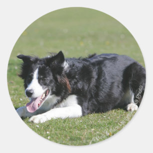 Sticker Rond Collie Bordure Déposée