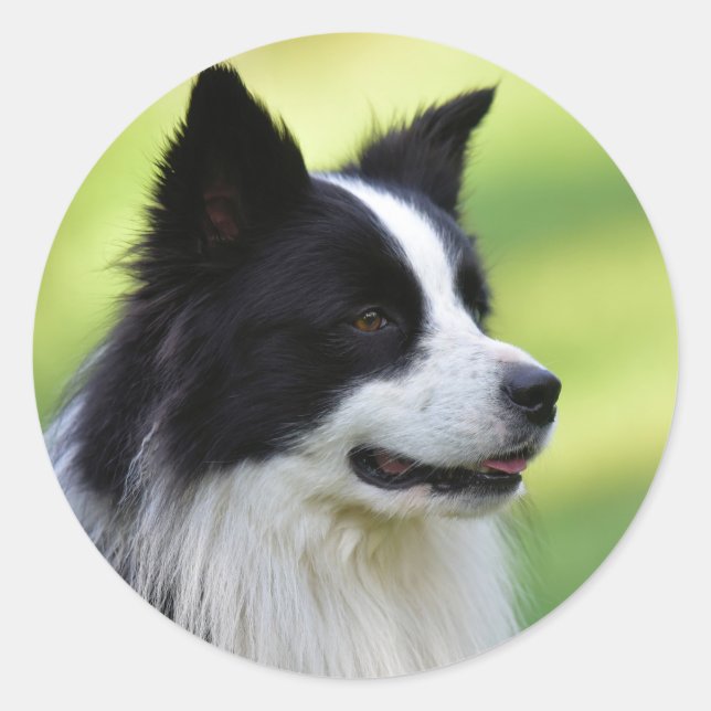 Sticker Rond Collie Chien noir et blanc (Devant)