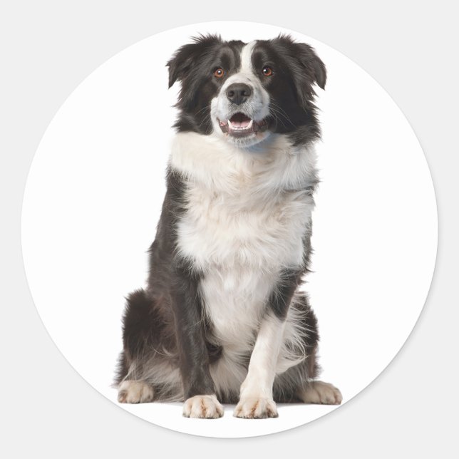 STICKER ROND COLLIE FRONTALIÈRE CHIEN NOIR ET BLANC (Devant)