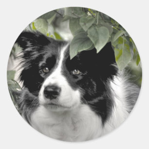 Sticker Rond Collie frontière dans Green Leafy Woods