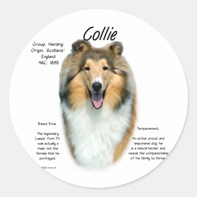 Sticker Rond Collie (sable brut) Historique Conception (Devant)