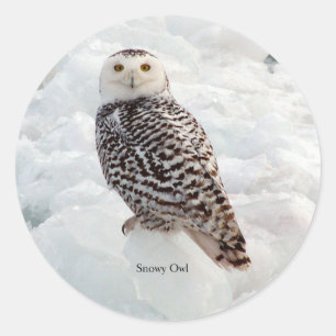 Sticker Rond Collier de Snowy Owl