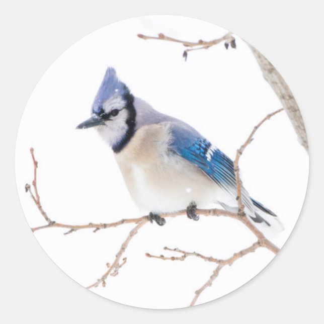 Sticker Rond Comté de Wichita, Texas. Blue Jay (Devant)