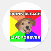 Conseil Chien