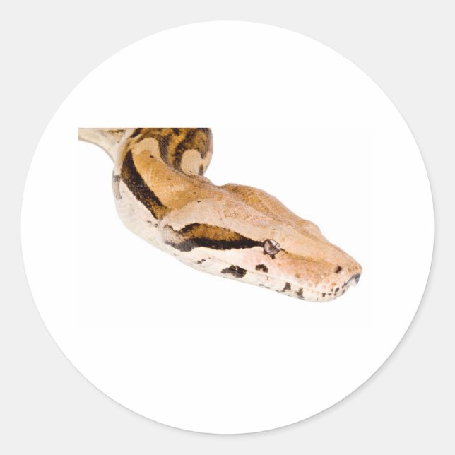 Sticker Rond Constricteur Boa (Devant)