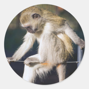 Sticker Rond Contempler le singe