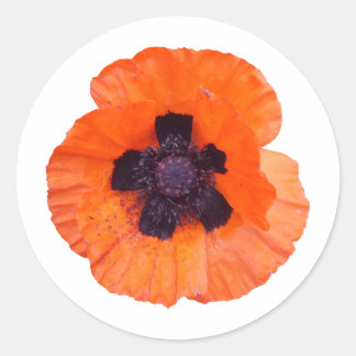 Sticker Rond Coquelicot Orange Rouge