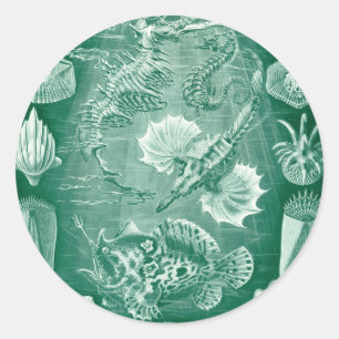 Sticker Rond Coques et poissons de Teleostei vintages par Ernst