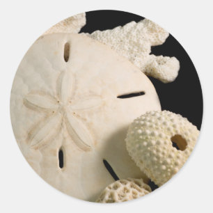 Sticker Rond Coquillages Blancs Et Dollar De Sable