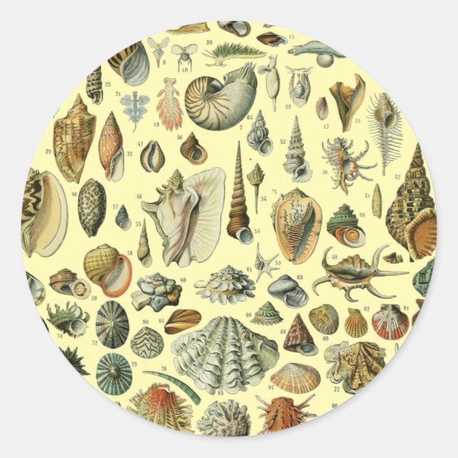 Sticker Rond Coquillages de coquillages Mollusk Clam Élégant Ar (Devant)