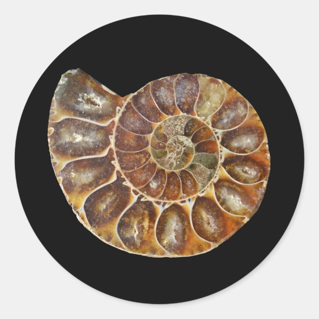 Sticker Rond coquille d'escargot fossile préhistorique nature a (Devant)