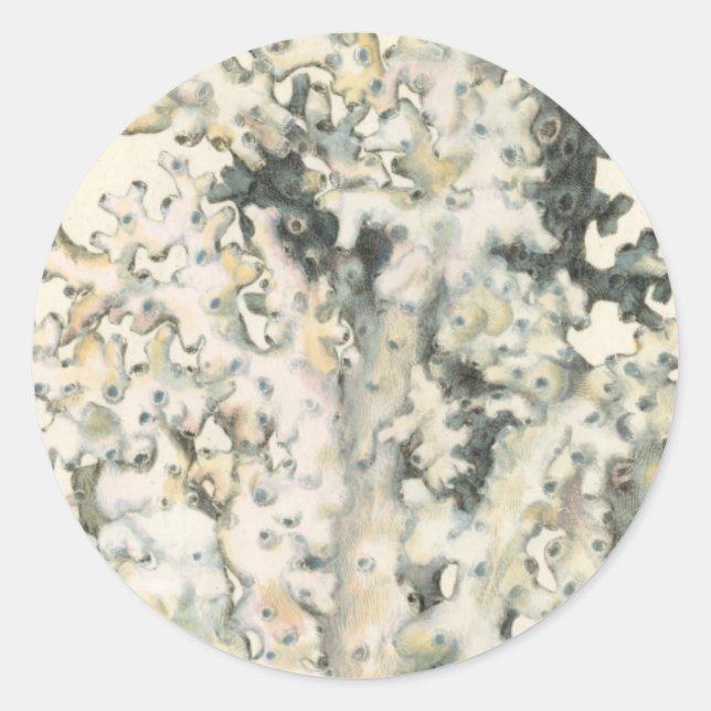 Sticker Rond Corail d'aquarelle antique (Devant)