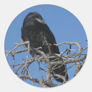 Sticker Rond Corbeau