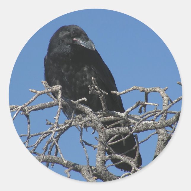 Sticker Rond Corbeau (Devant)