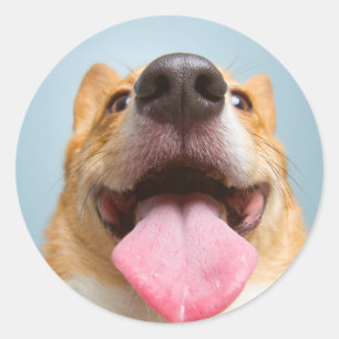 Sticker Rond Corgi très heureux des images de Getty