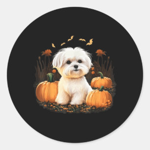 Sticker Rond Costume de chien maltais citrouille sur chien malt
