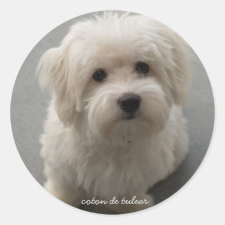 Sticker Rond Coton de Tulear