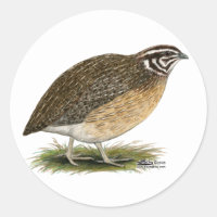 Coturnix Pharaoh
