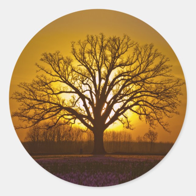 Sticker Rond Couché de soleil de chêne de Bur (Devant)