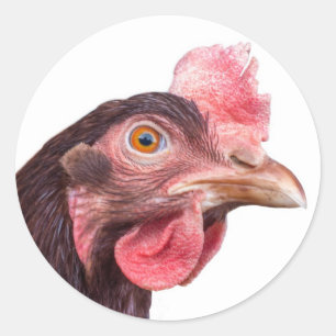 Sticker Rond Couche d'oeuf de poulet à plumes rouges