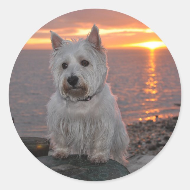 Sticker Rond Coucher de soleil de Westie (Devant)