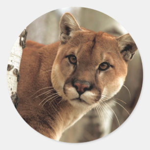 Sticker Rond Cougar