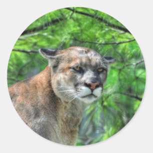 Sticker Rond Cougar Mountain Lion & Summer Pines Image de la fa