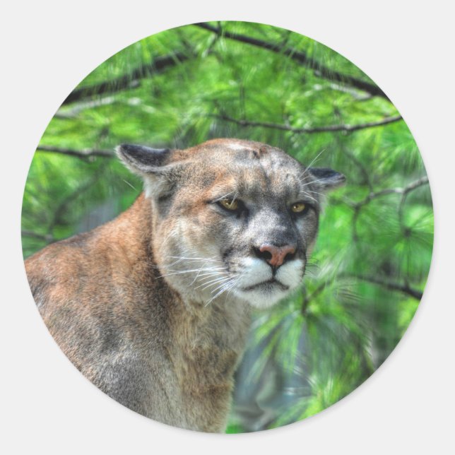 Sticker Rond Cougar Mountain Lion & Summer Pines Image de la fa (Devant)