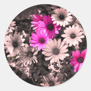 Sticker Rond Couleur partielle des marguerites africaines