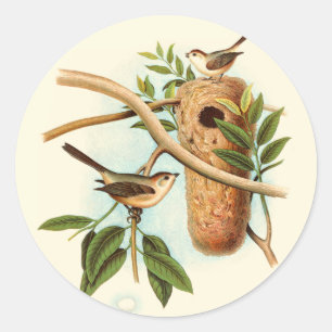 Sticker Rond Couple d'oiseaux sur un nid perché sur une branche