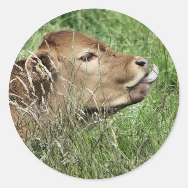 Sticker Rond COW Cute (Devant)