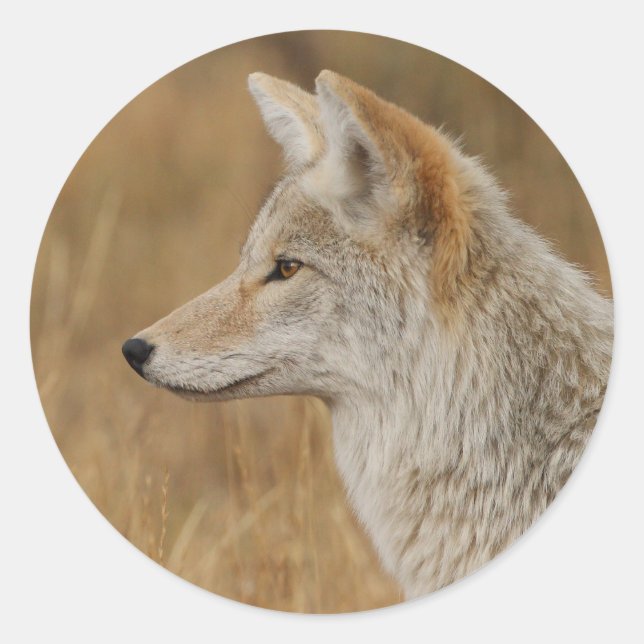 Sticker Rond coyote (Devant)