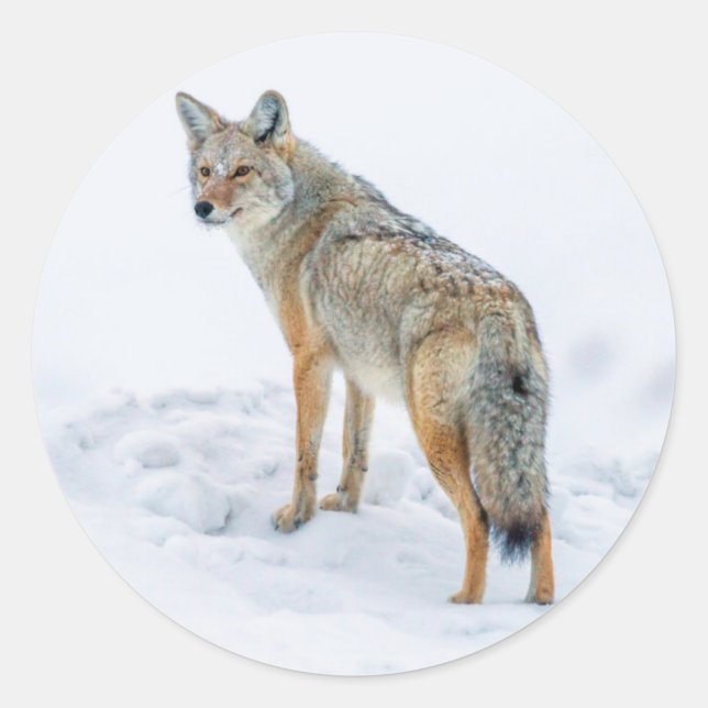 Sticker Rond Coyote en alerte dans la neige (Devant)
