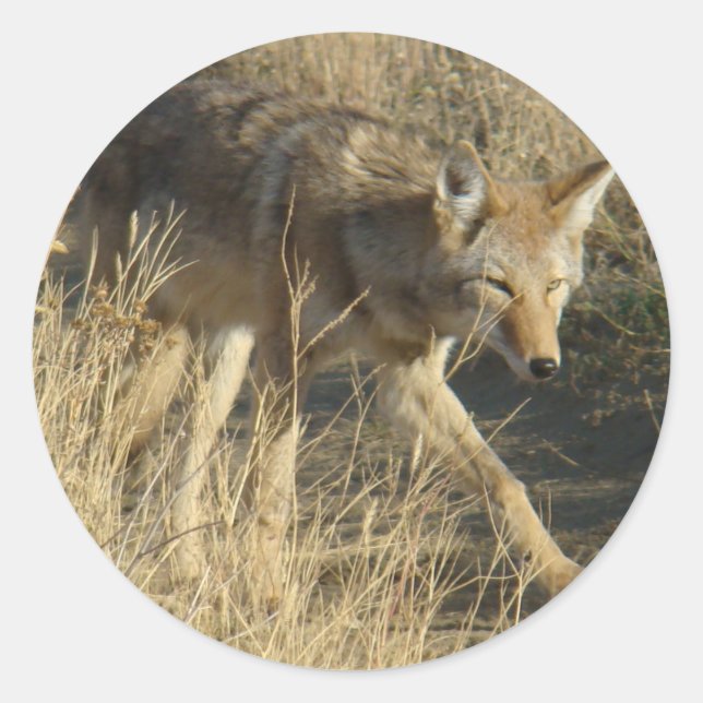 Sticker Rond Coyote R14 en marche (Devant)